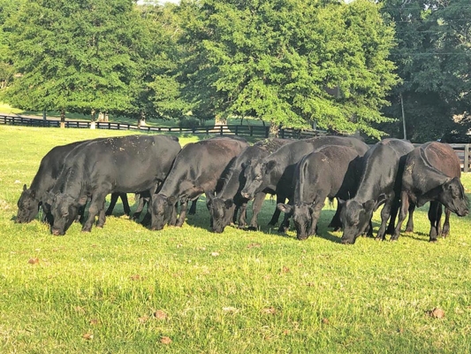 Black Angus cattle in the field.