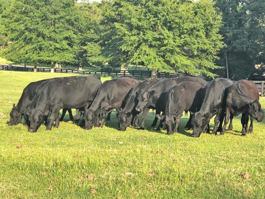 Black Angus cattle in the field.
