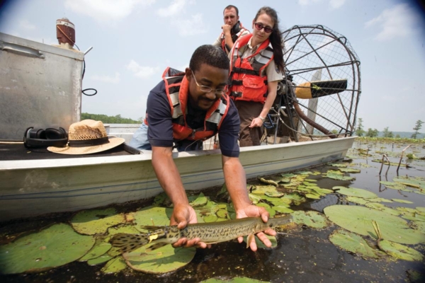 Christopher Kennedy restores alligator gar to Southeast Missouri.