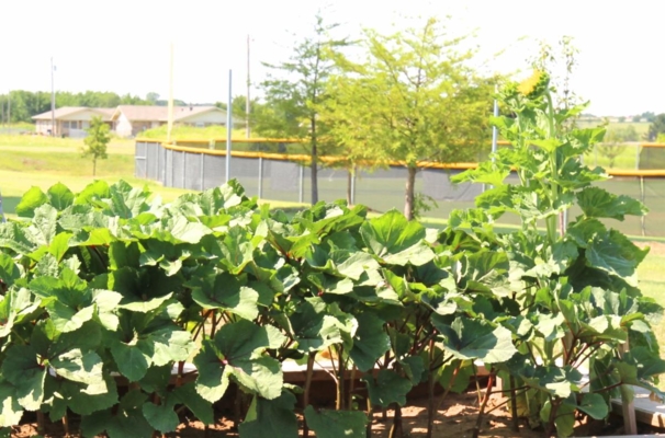 Community garden