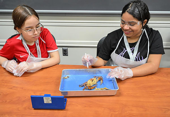 Two students dissect a crab.