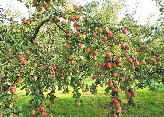 Fruit tree
