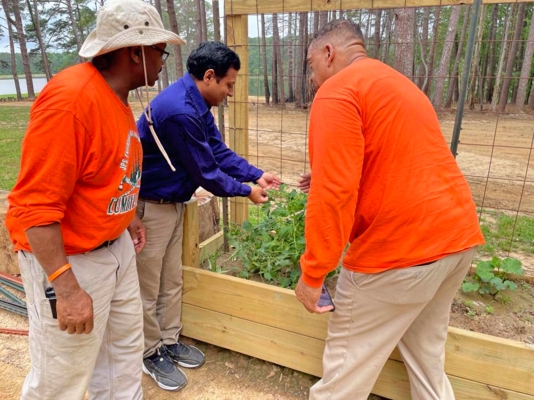 Three people examine plants in raised bed.