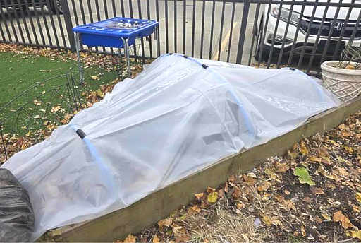 A low tunnel over an existing garden bed, constructed using rebar, plastic conduit and plastic sheets.