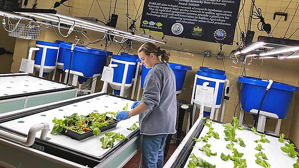 Individual works with aquaponic system.