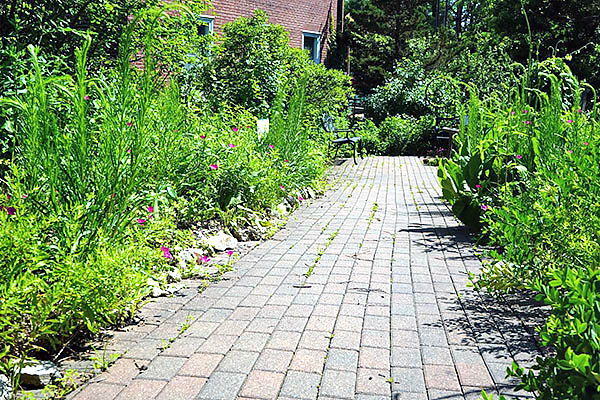 Permeable pavement walkway bordered by dense native plantings at Lincoln University’s Native Plant Outdoor Laboratory.