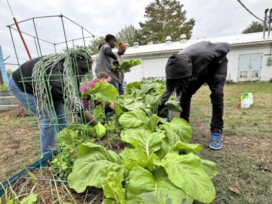 Participants in the Southern University Ag Center’s Out of the Mud Urban Horticulture Program harvest mustard greens.