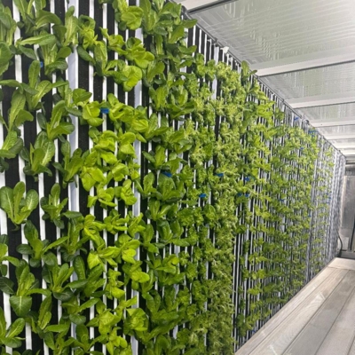 Plants in the slates.