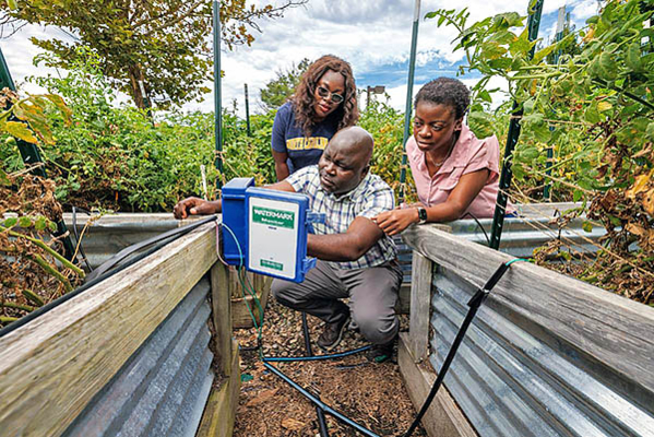 Group checks hydration levels in tomato plants in the raised beds at Sockwell Hall.