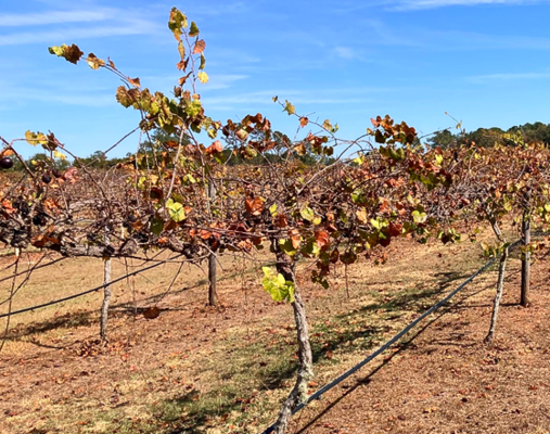 Muscadine vineyard
