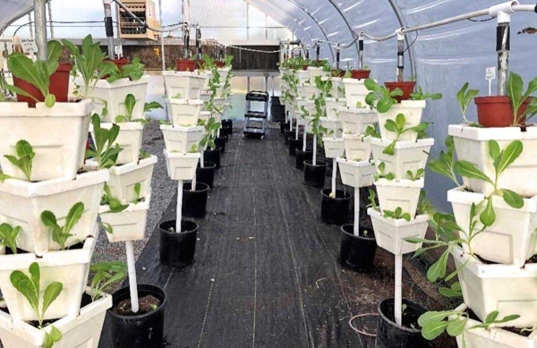 Leafy green vegetables grown in vertical towers and high tunnels.