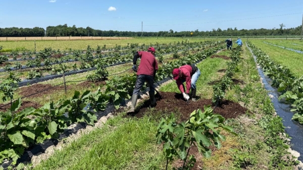 Pair work in the field.